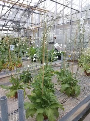 Click for 1 image(s) for this accession. PLANT